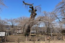 清雲寺しだれ桜開花情報2025年