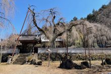 清雲寺しだれ桜開花情報2025年