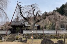 清雲寺しだれ桜開花情報2025年