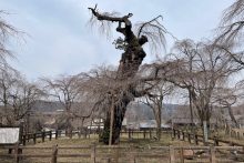 清雲寺しだれ桜開花情報2025年