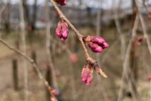 清雲寺しだれ桜開花情報2025年