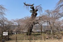 清雲寺しだれ桜開花情報2025年