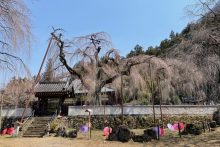 清雲寺しだれ桜開花情報2025年