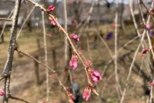 清雲寺しだれ桜開花情報2025年